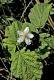 View full-size image Rubus caesius