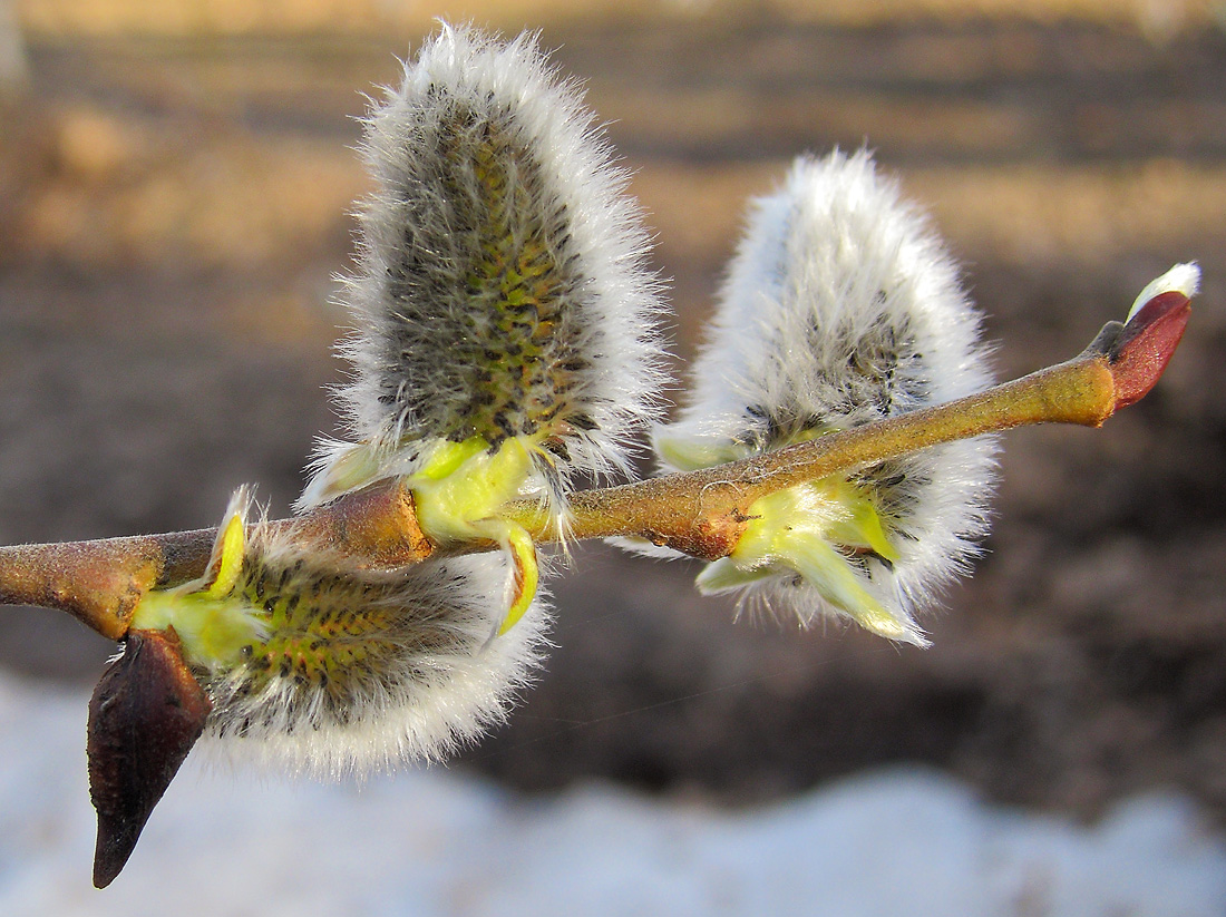 Image of Salix myrsinifolia specimen.