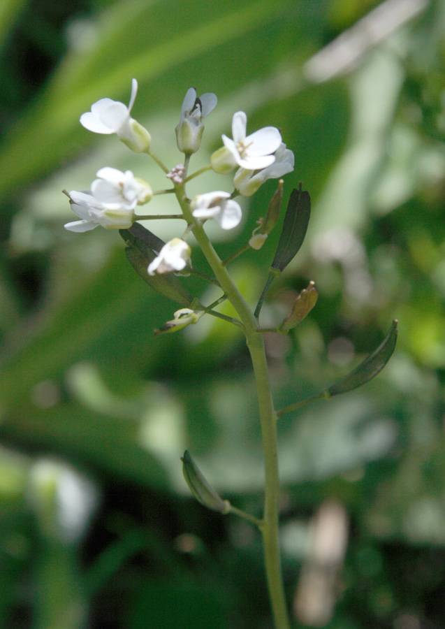 Изображение особи Noccaea ferganensis.