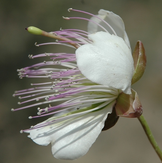 Image of Capparis herbacea specimen.