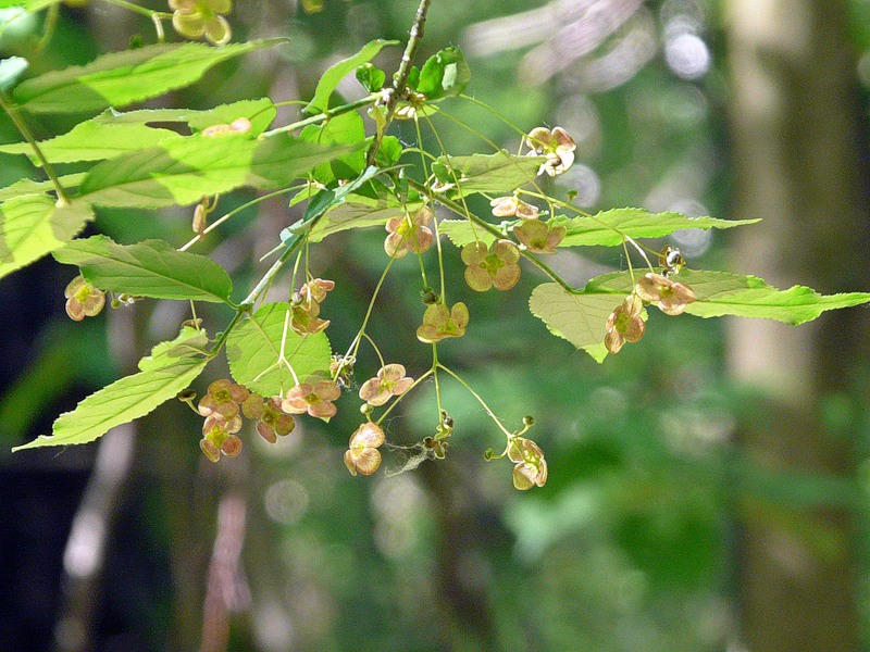 Image of Euonymus verrucosus specimen.