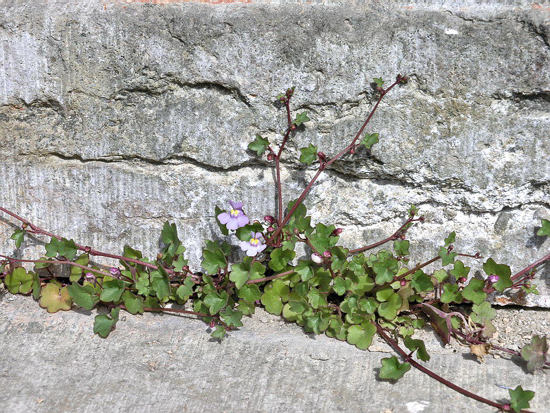 Изображение особи Cymbalaria muralis.