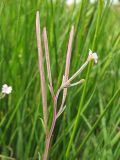 Epilobium palustre. Верхушка растения с цветками и плодами. Нидерланды, провинция Drenthe, национальный парк Drentsche Aa, заказник Eexterveld, заболоченный луг. 29 июня 2008 г.