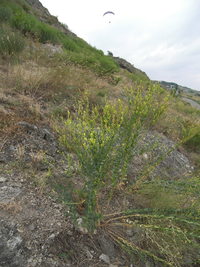 Image of Linaria genistifolia specimen.