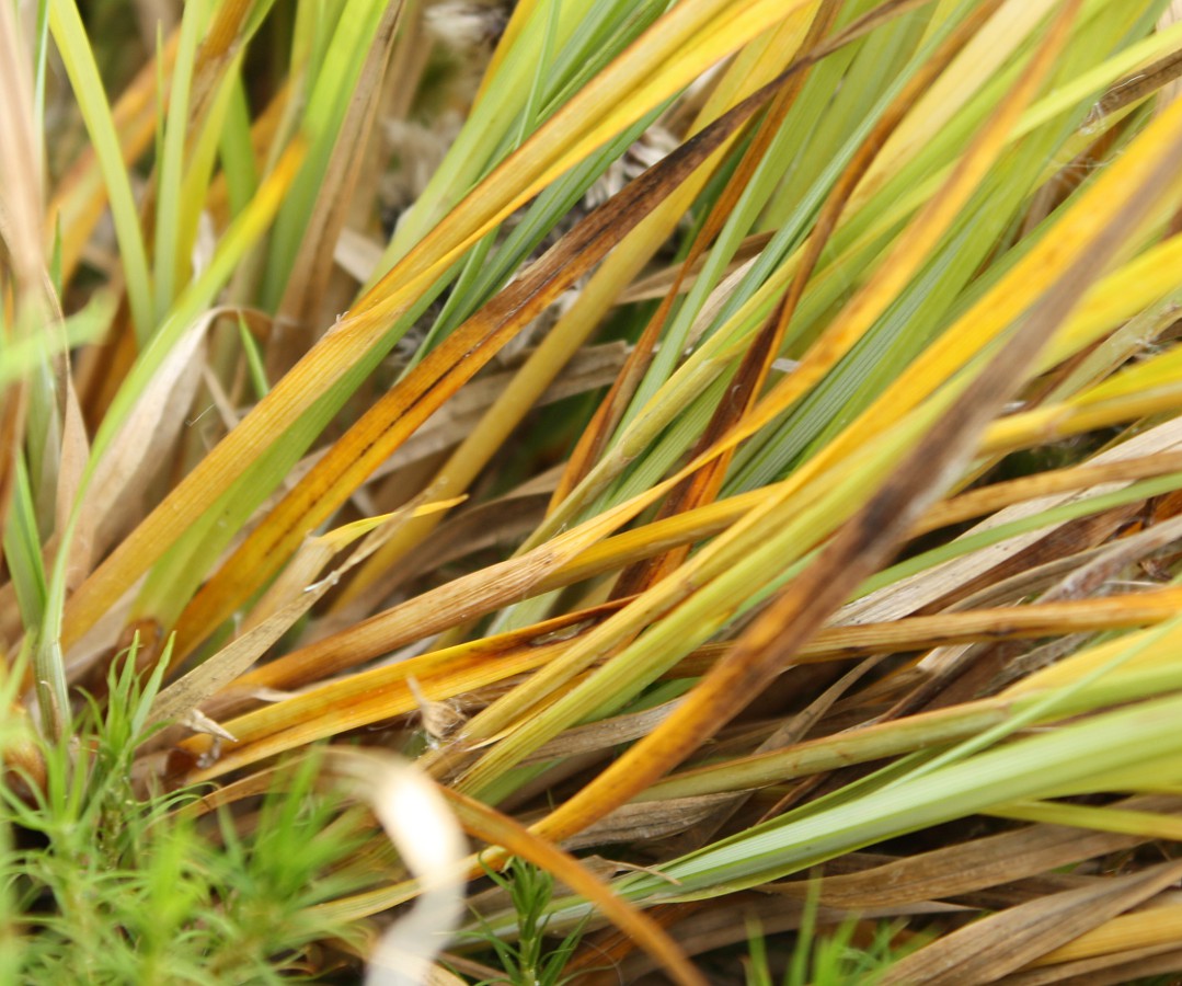 Image of Carex brunnescens specimen.