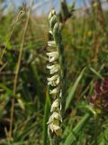 Spiranthes spiralis