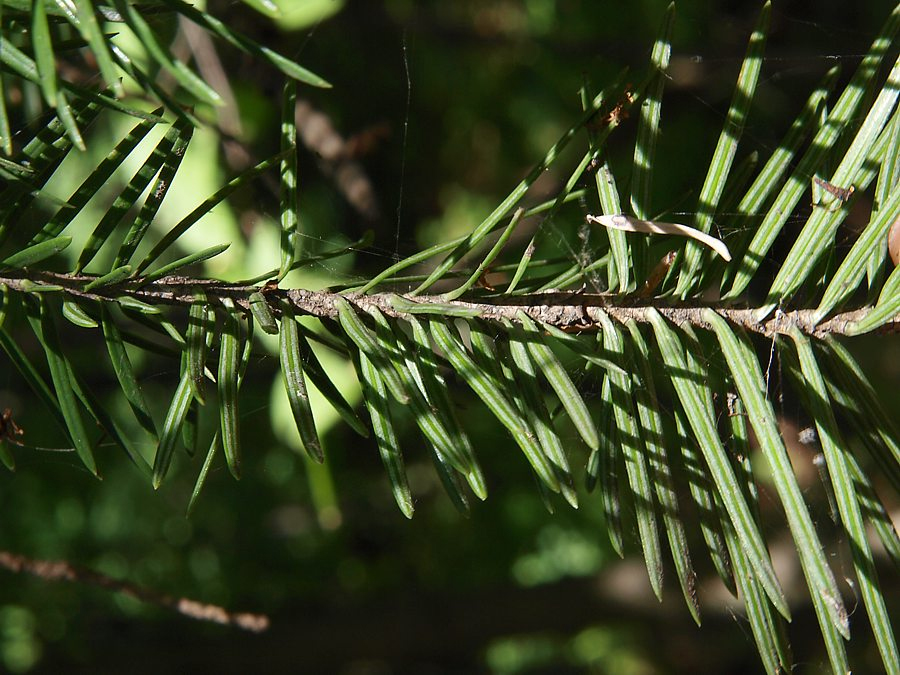 Изображение особи род Abies.