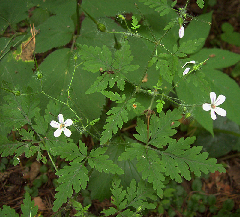 Изображение особи Geranium robertianum.