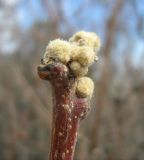 Rhus coriaria. Верхушка побега с почками. Крым, окрестности Ялты. 28 марта 2012 г.