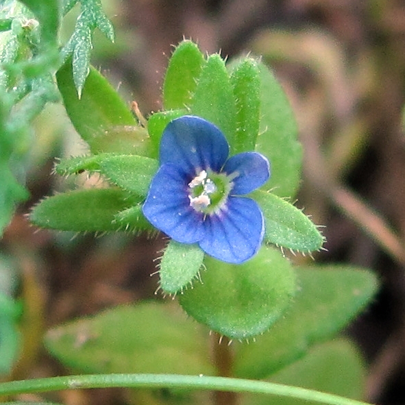 Image of Veronica verna specimen.