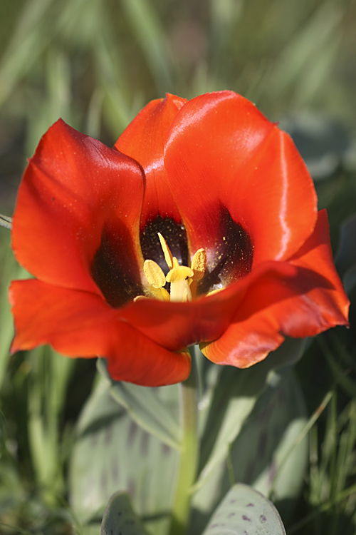 Image of Tulipa greigii specimen.