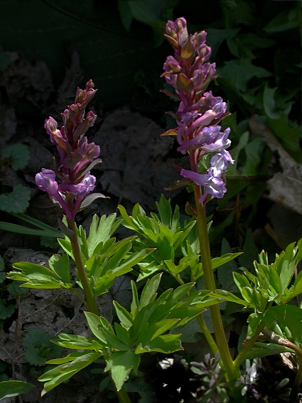 Image of Corydalis cava specimen.