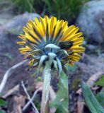 род Taraxacum. Соцветие. Кольский п-ов, Восточный Мурман, Дальние Зеленцы, антропогенный берег губы Дальнезеленецкая. 04.09.2012.