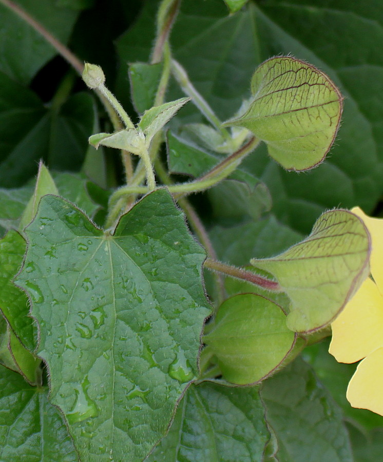 Image of Thunbergia alata specimen.