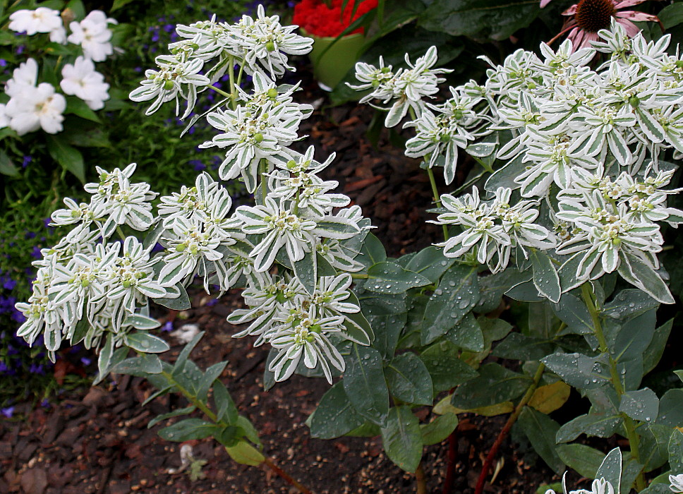 Image of Euphorbia marginata specimen.