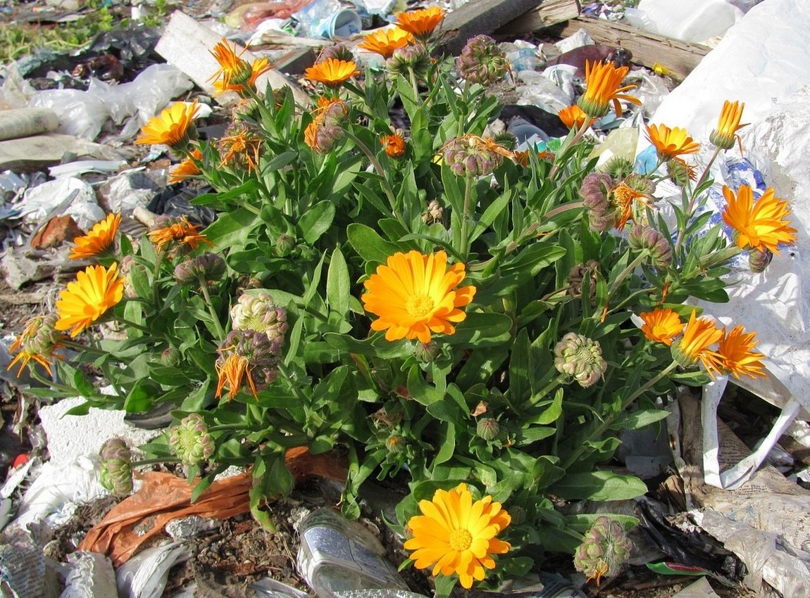 Изображение особи Calendula officinalis.