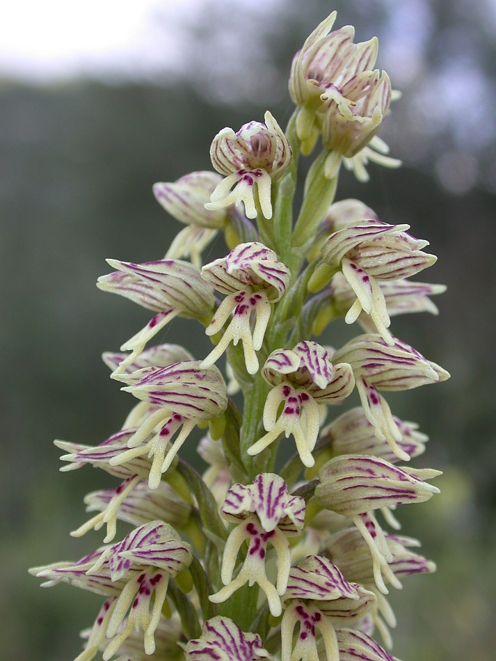 Изображение особи Orchis galilaea.