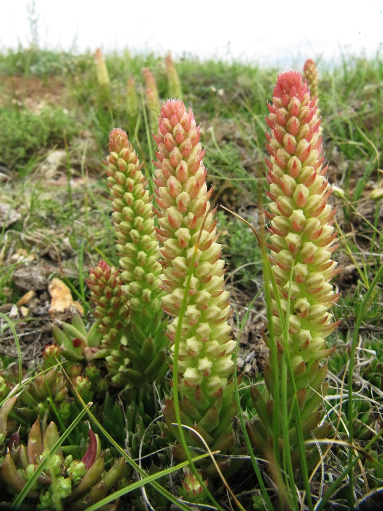 Image of Orostachys spinosa specimen.