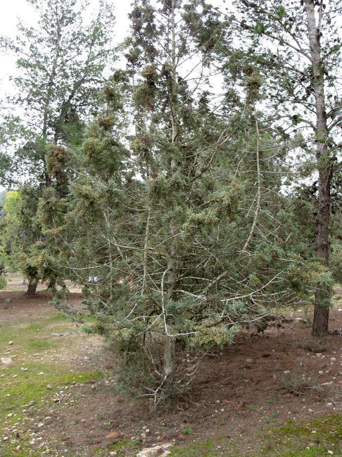 Image of Cupressus arizonica specimen.