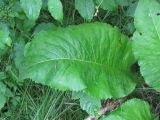 Inula helenium. Прикорневой лист. Украина, г. Запорожье, балка между Космическим мкрн. и Опытной станцией, под деревьями, возле воды. 06.07.2010.