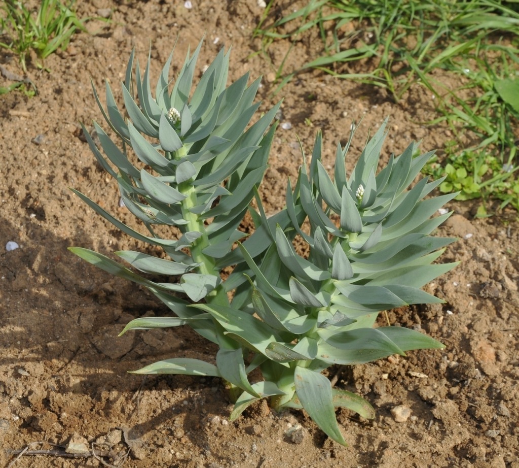 Изображение особи Fritillaria persica.