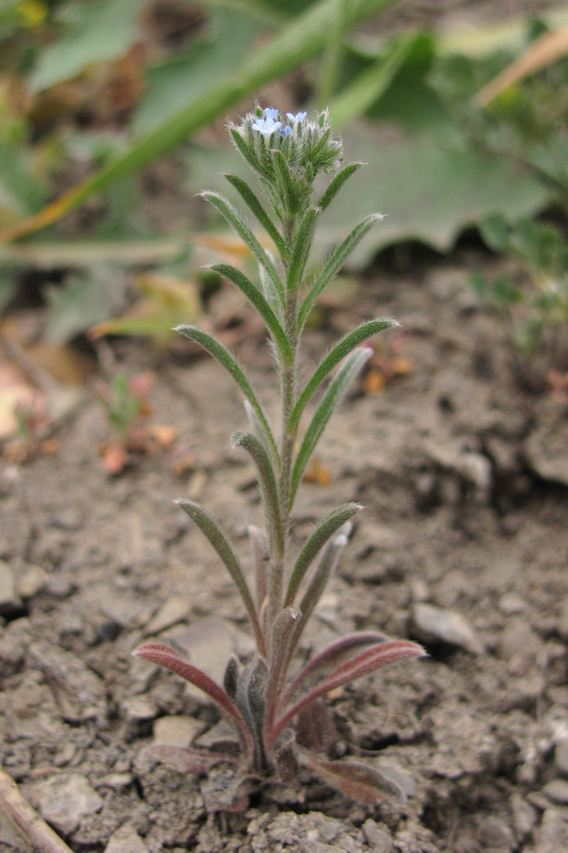 Image of Rochelia retorta specimen.