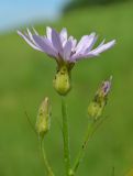 Scorzonera purpurea. Верхушка цветущего растения. Тульская обл., Плавский р-н, окр. пос. Молочные Дворы, овраг. 20.05.2013.