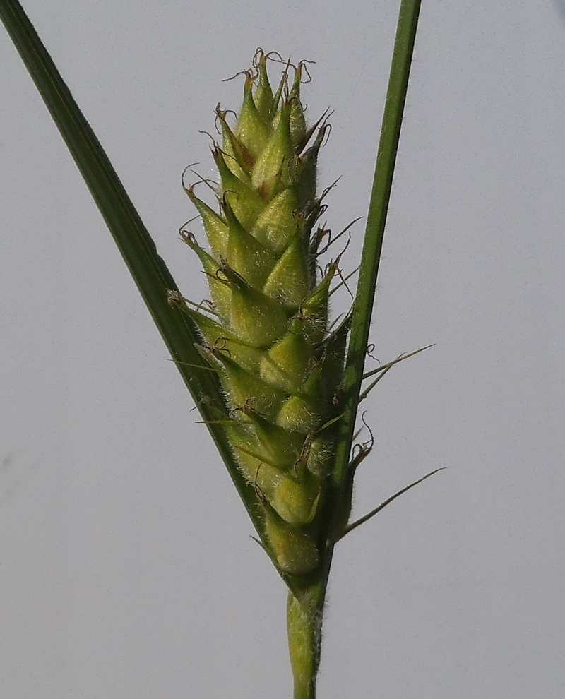 Image of Carex hirta specimen.