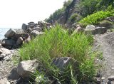 Phragmites australis. Растения на пляже. Крым, южный берег, заказник \"Канака\", берег моря. 2 июня 2013 г.