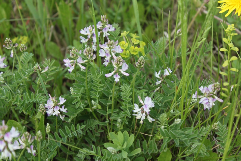 Изображение особи Astragalus alpinus.