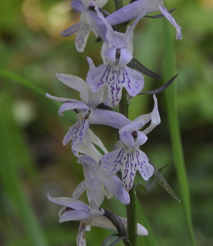 Image of Dactylorhiza saccifera specimen.