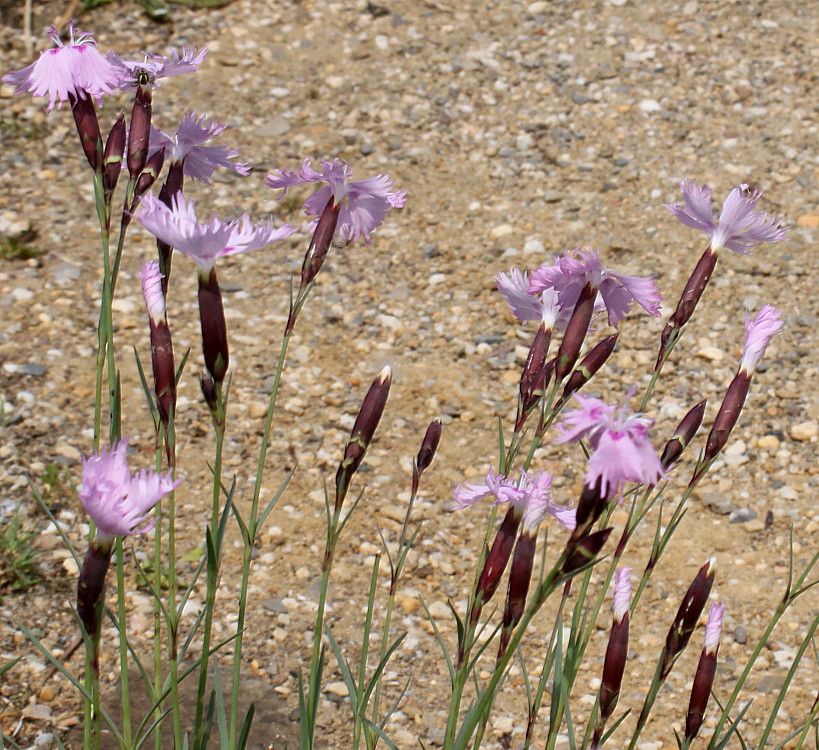 Изображение особи род Dianthus.