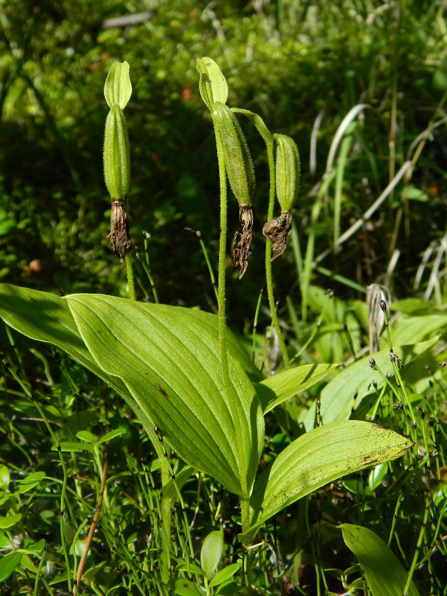 Image of Cypripedium guttatum specimen.