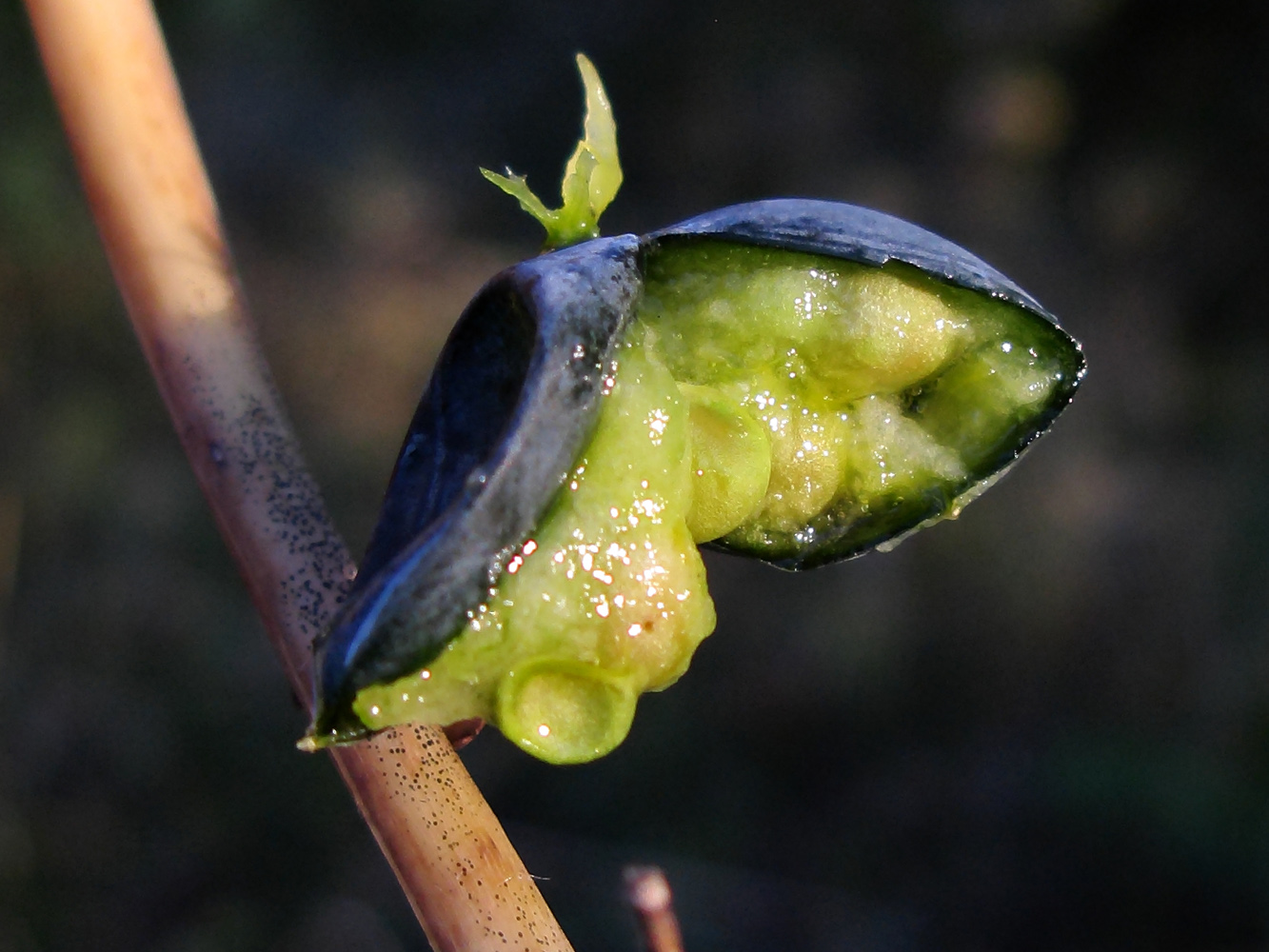 Image of Polygonatum glaberrimum specimen.