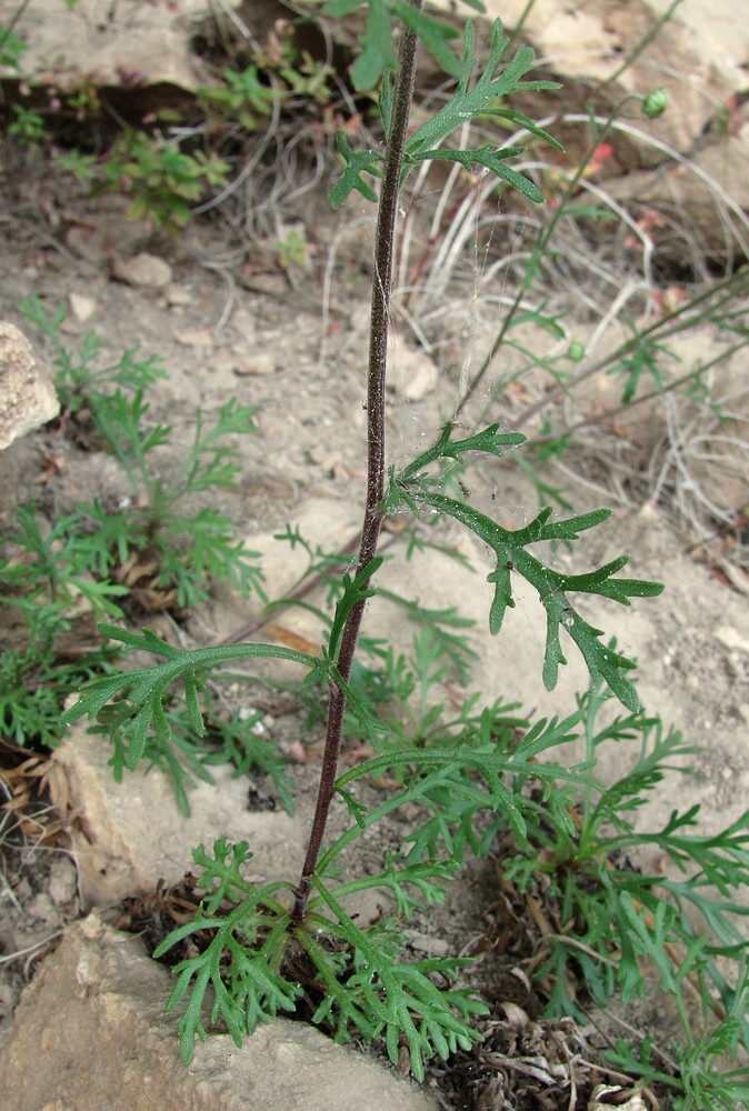 Image of Chrysanthemum zawadskii specimen.