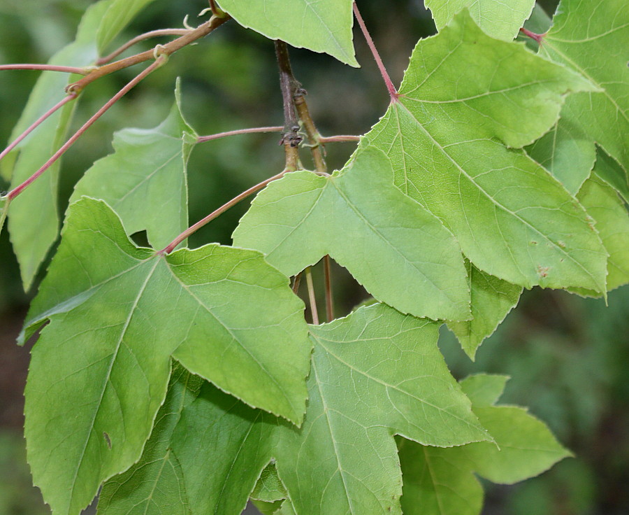 Image of Liquidambar formosana specimen.