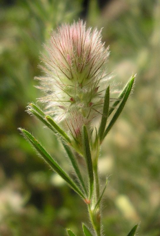 Image of Trifolium arvense specimen.