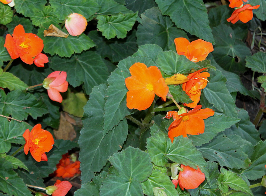 Изображение особи Begonia &times; tuberhybrida.