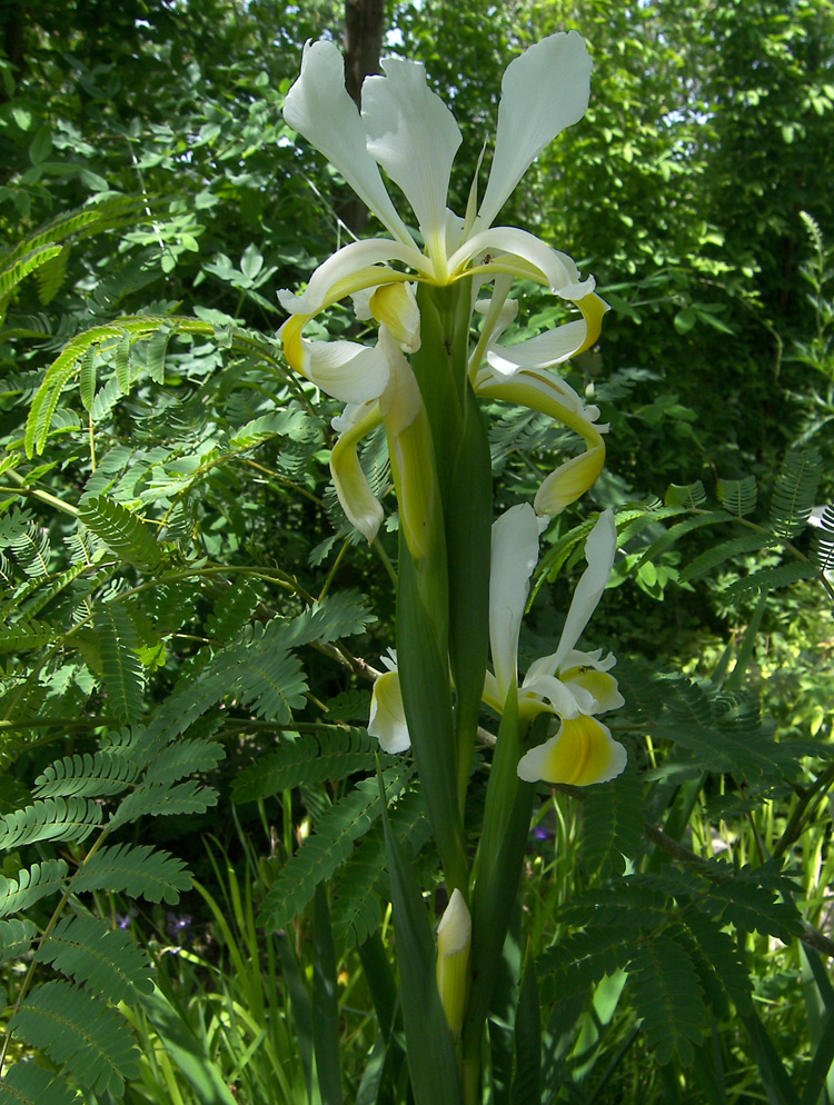 Image of Iris orientalis specimen.