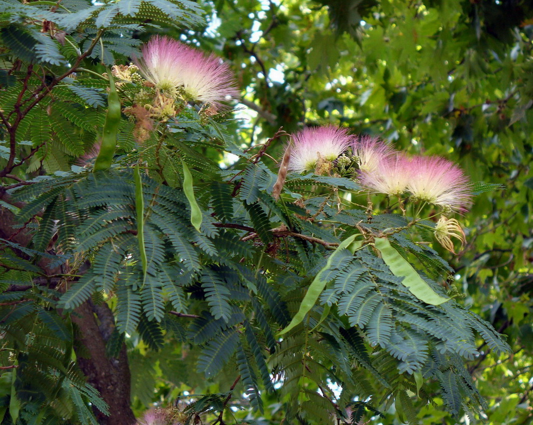 Image of Albizia julibrissin specimen.