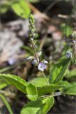 Veronica officinalis