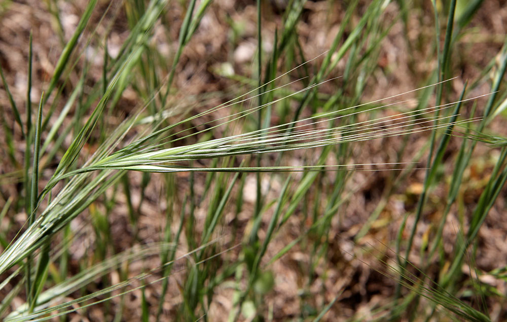 Image of Anisantha diandra specimen.