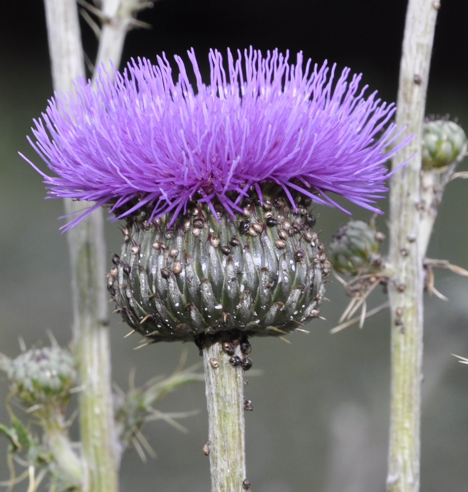 Изображение особи Cirsium tymphaeum.