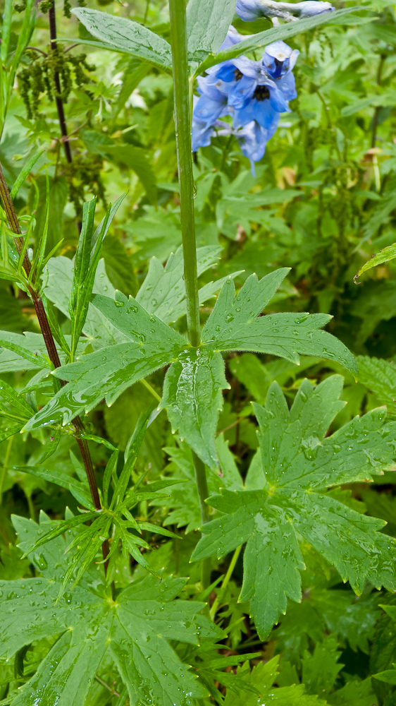 Image of Delphinium elatum specimen.