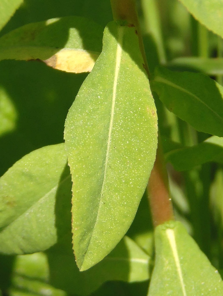 Image of Euphorbia stricta specimen.