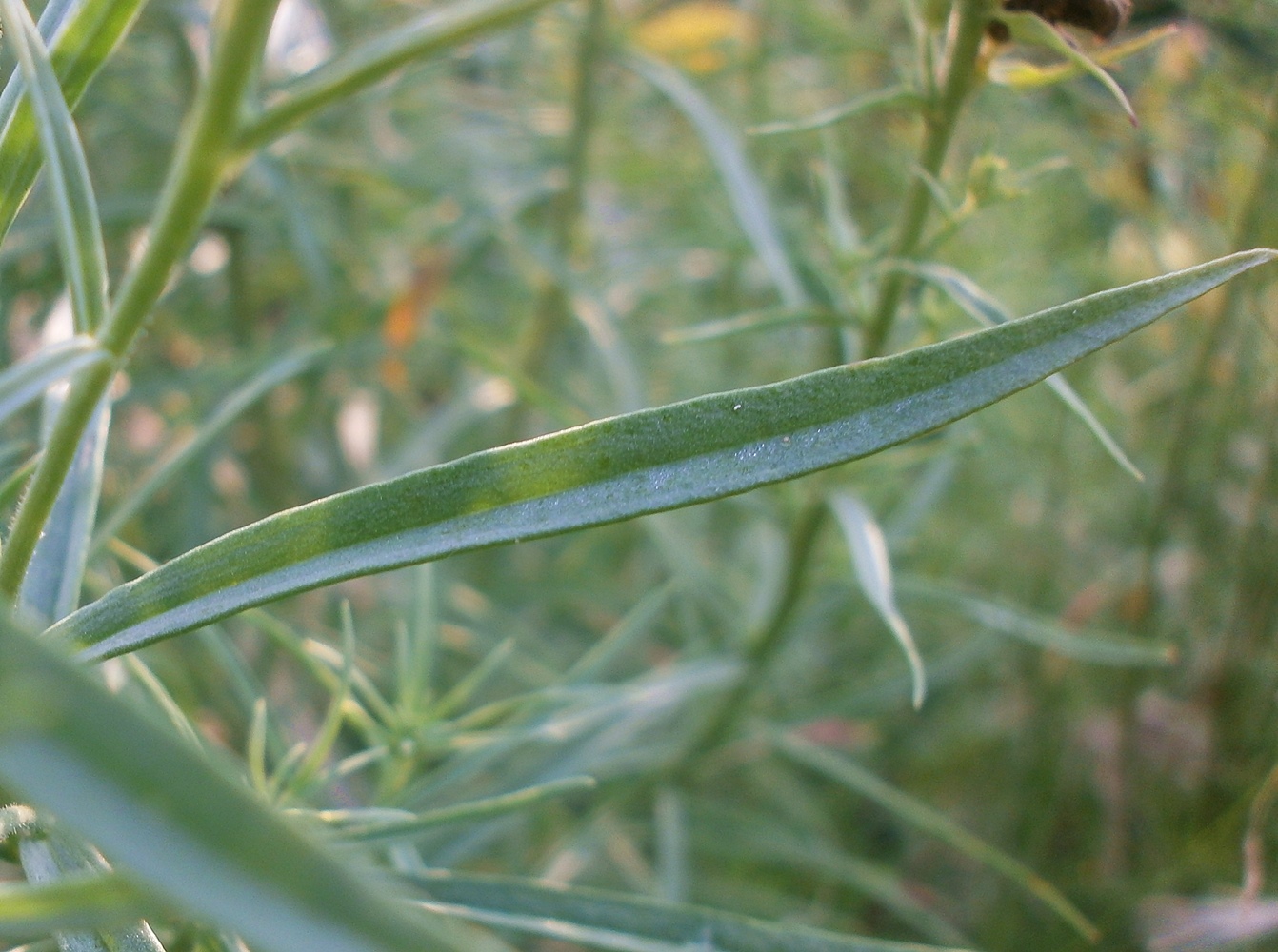 Image of Linaria vulgaris specimen.