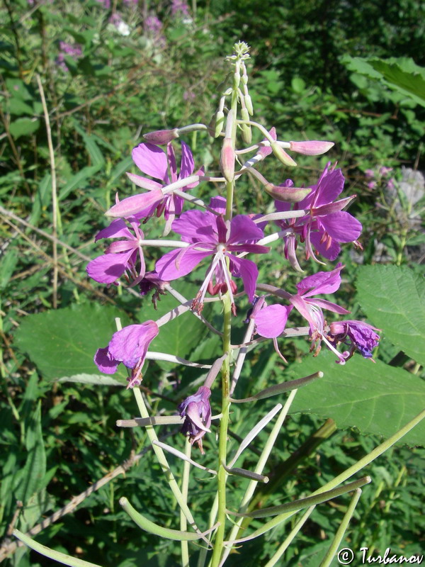 Image of Chamaenerion angustifolium specimen.