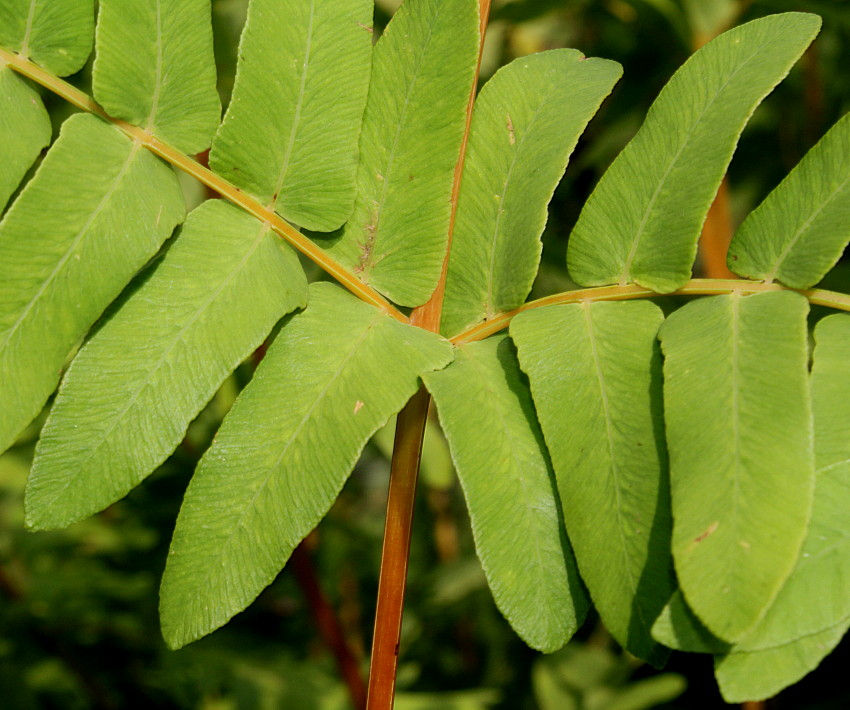 Изображение особи Osmunda regalis.