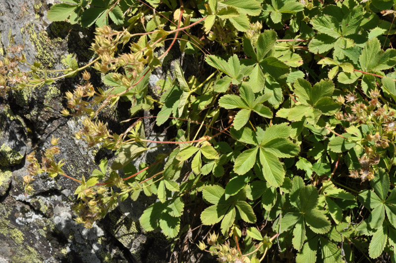 Image of Potentilla brachypetala specimen.