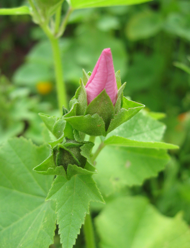 Image of Malva trimestris specimen.